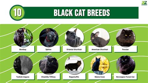 Black Cat Breeds Chart