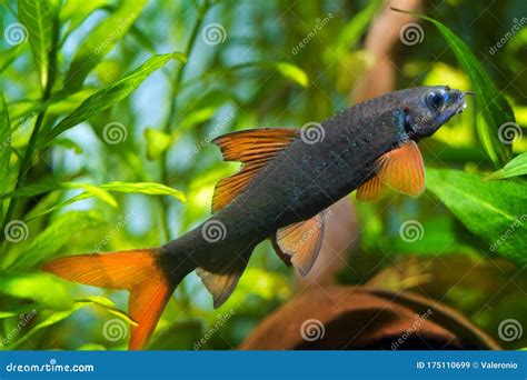 black fish with orange fins