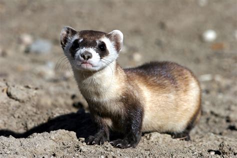 Black Footed Weasel