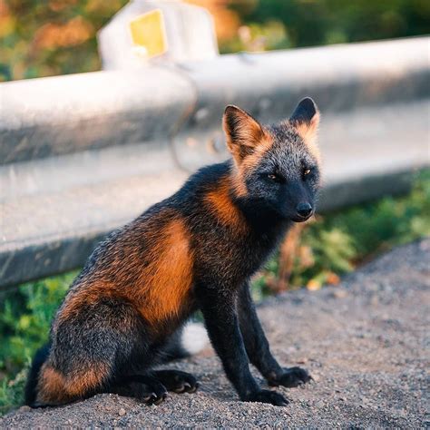 Black fox porn
