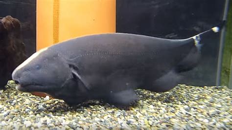 black ghost knife fish maximum size shed