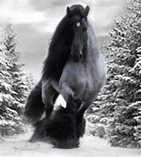 black jack pferd/