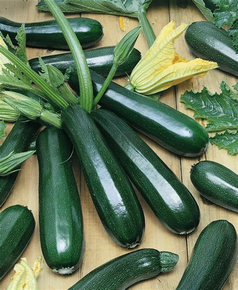 black jack zucchini belgium