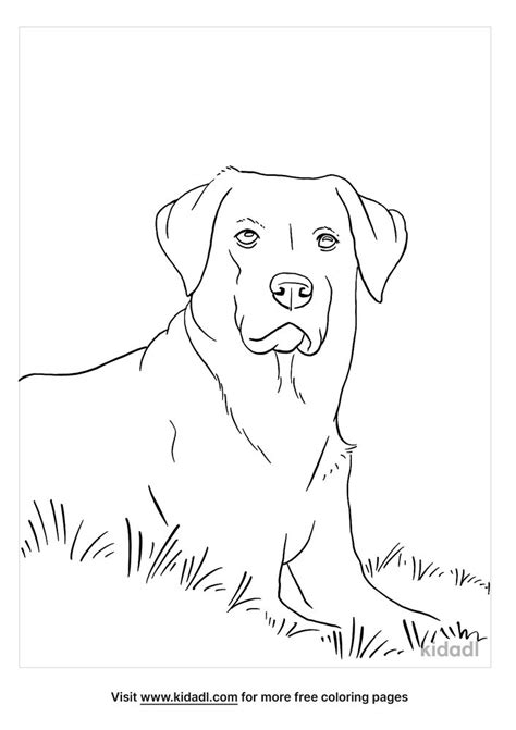 Black Lab Coloring Page   Black Lab Coloring Page Free Printable Coloring Pages - Black Lab Coloring Page