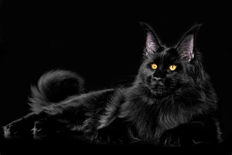 black main coon