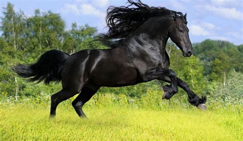 Black Running Horse