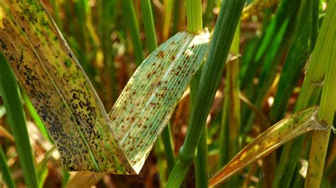 Black Rust Of Wheat