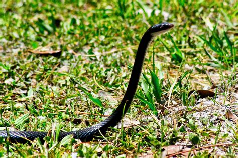 black snake florida