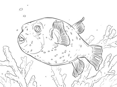 Black Spotted Puffer Coloring Page Puffer Fish Coloring Page - Puffer Fish Coloring Page
