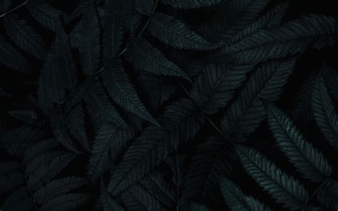 Black Wallpaper With Stars And Leaves Background Wallpaper Walpaper Hitam - Walpaper Hitam