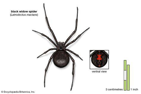 black widow spider biography definition