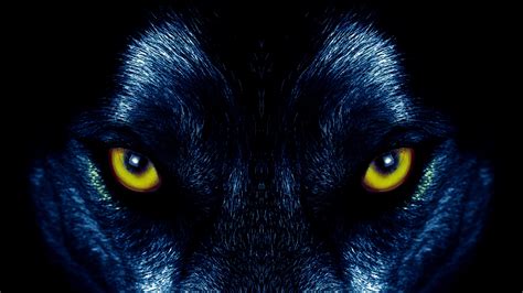 black wolf with gold eyes