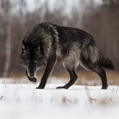Black Wolf Wolf