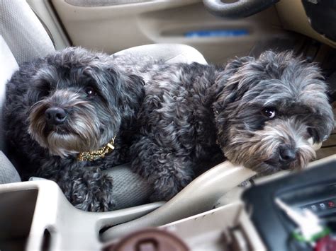 Black Yorkie Poodle Mix Playing