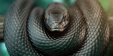 BLACK MAMBA ARTINYA - Mamba - bahasa Indonesia, ensiklopedia bebas