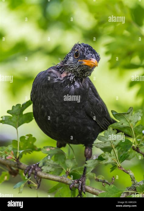 Blackbirds