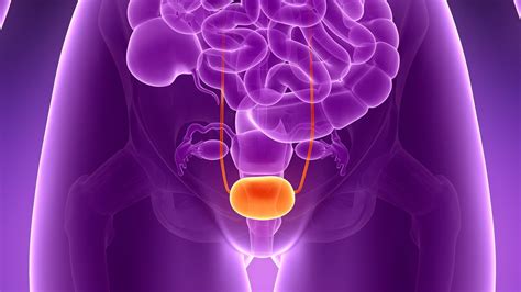 bladder