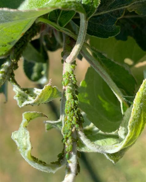 bladlöss sprider sig