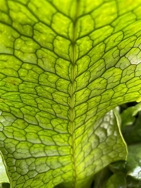 bladstructuur planten