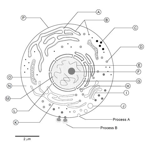 Blank Cell Diagram