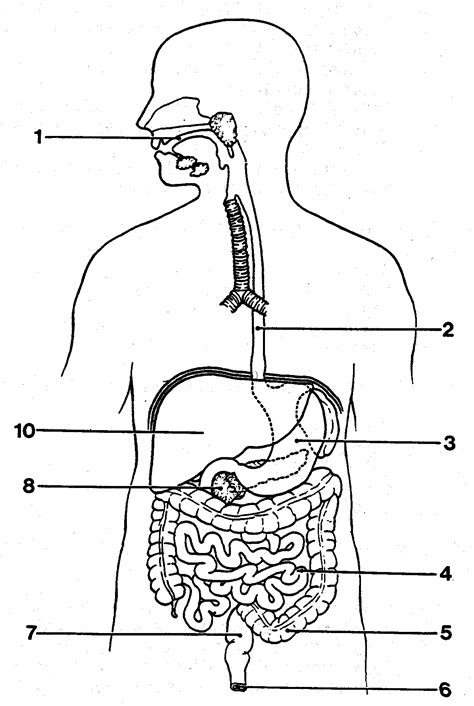 Blank Digestive System Diagram To Label Pdf Canadian Digestive System Diagram Printable - Digestive System Diagram Printable