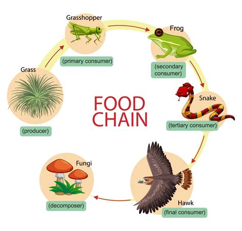 Blank Food Chain Template Food Chain Template Blank - Food Chain Template Blank