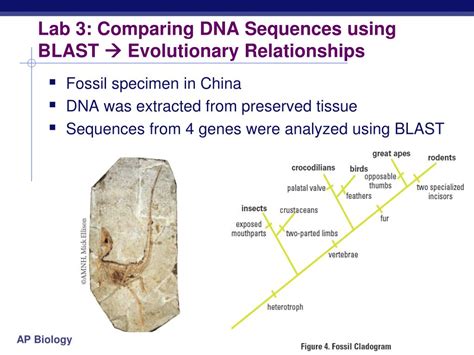 blast lab comparing dna sequences