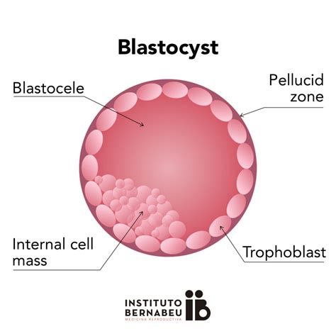 blastocyst 뜻