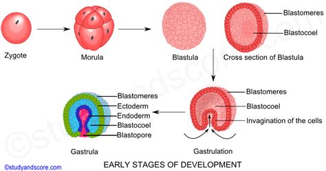 blastula adalah | larva trong Ting Vit dch Ting Indonesia