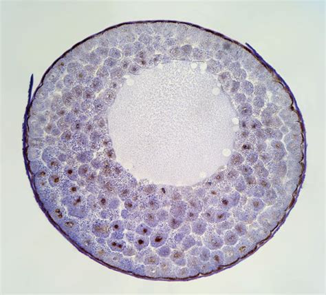 Blastula Under Microscope