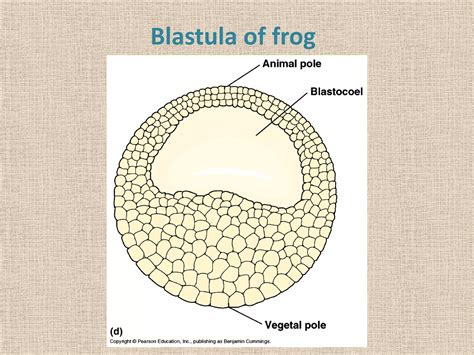 Blastulation In Frog