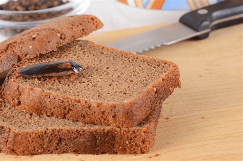 blatte marroni in cucina