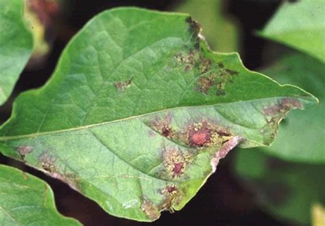 Blight Meaning