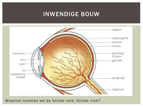 blinde vlek anatomie