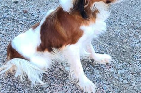 blocket cavalier king charles