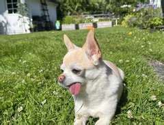 blocket hundar örebro