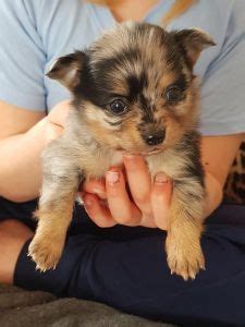 blocket hundar hela sverige