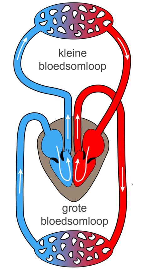 bloedsomloop uitleg