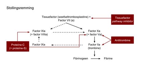 bloedstolling cascade