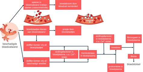 bloedstolling proces