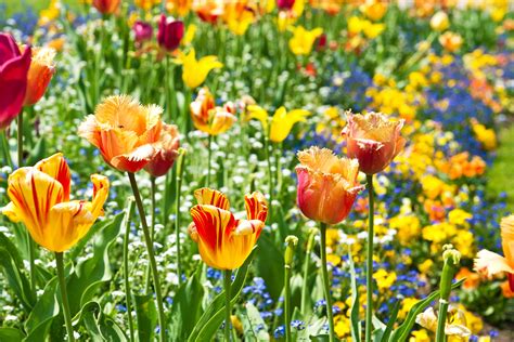 blommor quiz