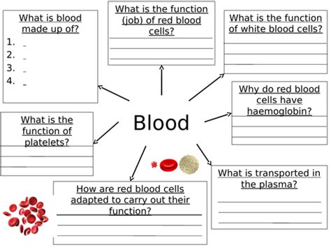 Blood Cell Basics Activity Teachengineering Blood Flow Worksheet Answers - Blood Flow Worksheet Answers