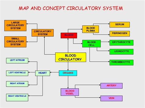 Blood Circulation Concept Map