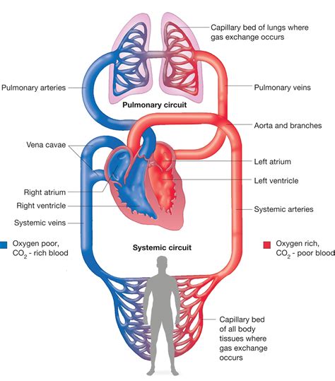 Blood Flow In Human Arterial System A Review Blood Flow Science - Blood Flow Science