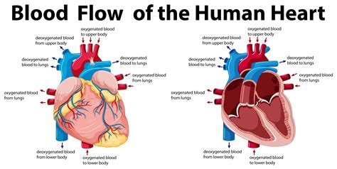 Blood Flow Of The Heart Teaching Resources Teachers Blood Flow Worksheet Answers - Blood Flow Worksheet Answers