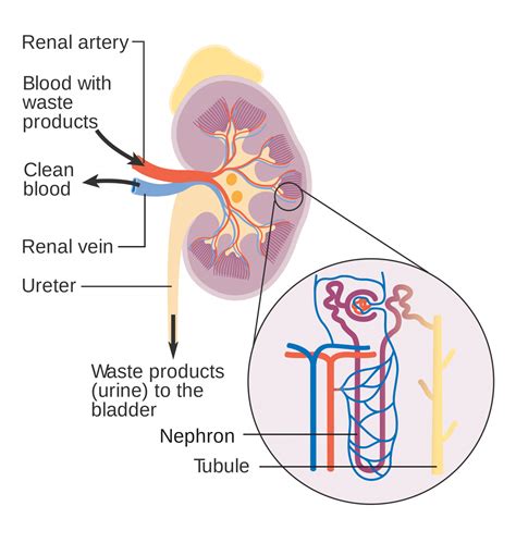 Blood Flow Through Kidney Diagram