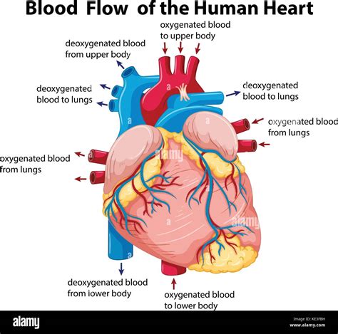 Blood Heart