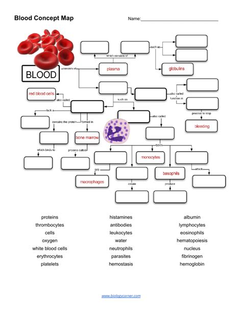 Blood Spatter Labs Blood Concept Map Worksheet Answers - Blood Concept Map Worksheet Answers