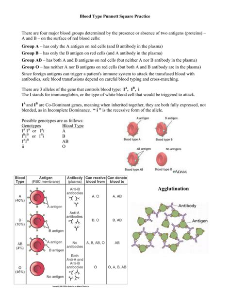 blood type punnett square practice answer key