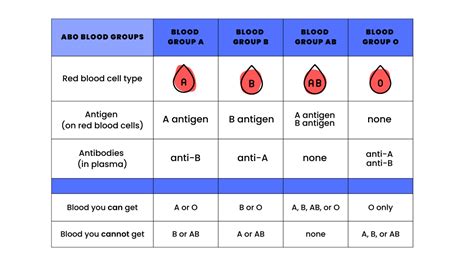 Blood Types Blood Types And Transfusions Worksheet - Blood Types And Transfusions Worksheet